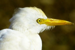 Koereiger